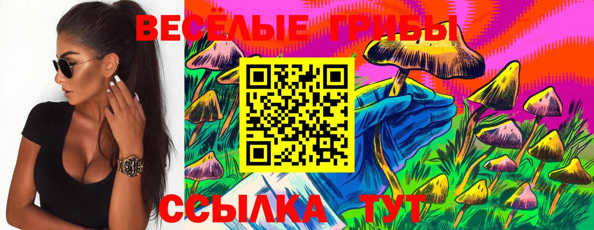 Галлюциногенные грибы Psilocybe Гудермес